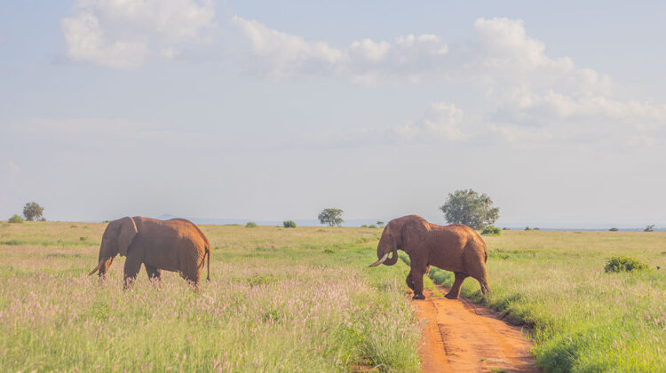2 DAYS, 1 NIGHT: TSAVO EAST NATIONAL PARK – TAITA HILLS WILDLIFE SANCTUARY