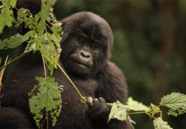 4 Days, 3 Nights; Gorilla Trekking – Rwanda