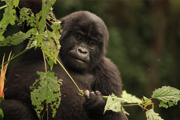 4 Days, 3 Nights; Gorilla Trekking – Rwanda