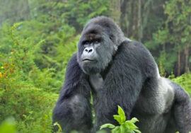 5 Days, 4 nights; Uganda Gorilla Trekking tour