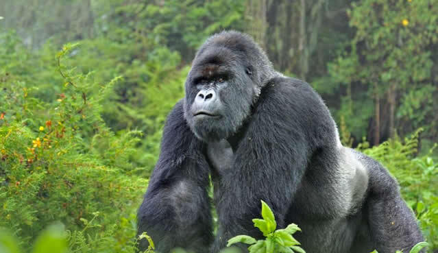 5 Days, 4 nights; Uganda Gorilla Trekking tour