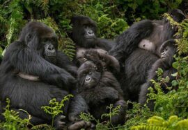 7 Days, 6 Nights; Rwanda’s Primate Connect Tour