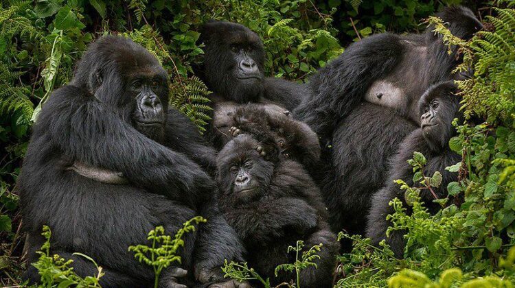7 Days, 6 Nights; Rwanda’s Primate Connect Tour