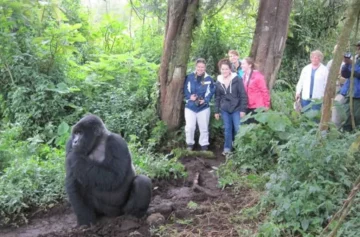 7 Days, 6 nights; Uganda Gorilla and Game Safari