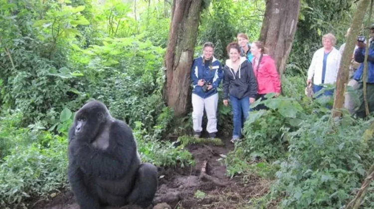 7 Days, 6 nights; Uganda Gorilla and Game Safari