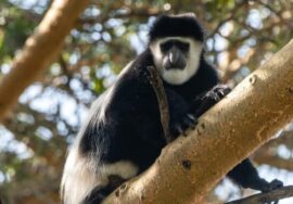 COLOBUS CONSERVATION CENTRE