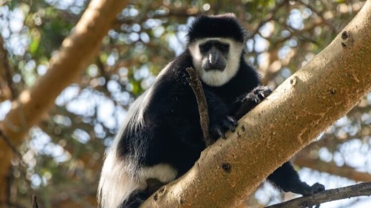 COLOBUS CONSERVATION CENTRE