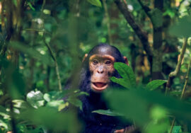 Discover Kibale National Park
