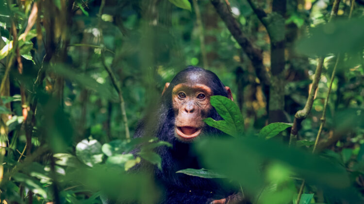 Discover Kibale National Park