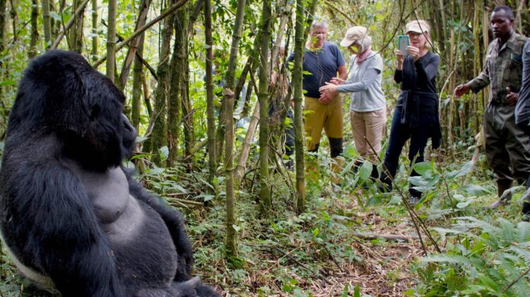 1 NIGHT / 2 DAYS GORILLA TREK – RWANDA