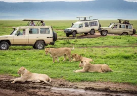 Experience This 3-Day Tour to the Marvellous Masai Mara