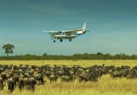 FLY ZANZIBAR TO NYERERE PARK DAY TOUR