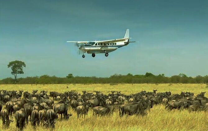 FLY ZANZIBAR TO NYERERE PARK DAY TOUR
