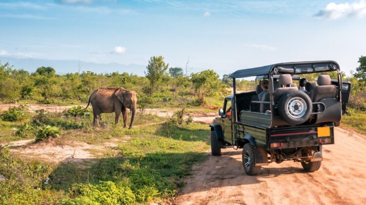 Kenya Safari Tips