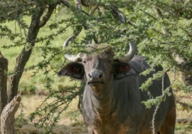 Kenya’s Incredible National Parks