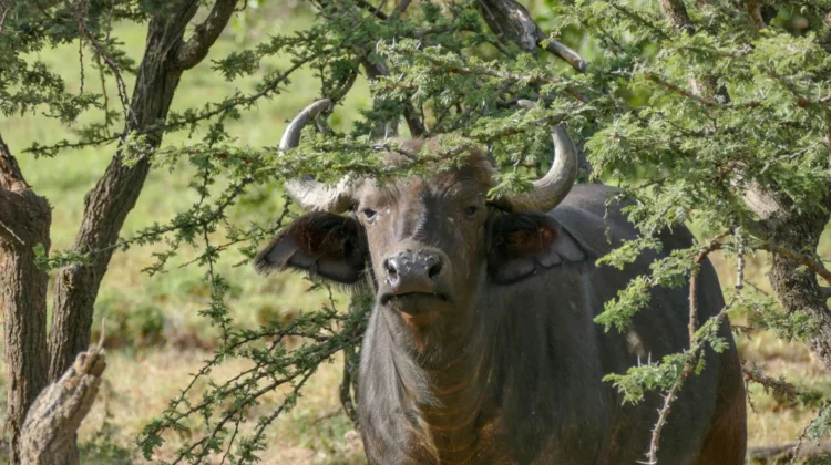 Kenya’s Incredible National Parks