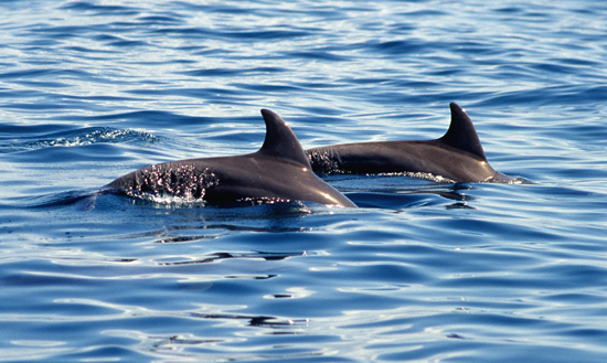 Kisite Mpunguti Marine Park and Reserve