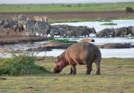 LAKE MANYARA NATIONAL PARK