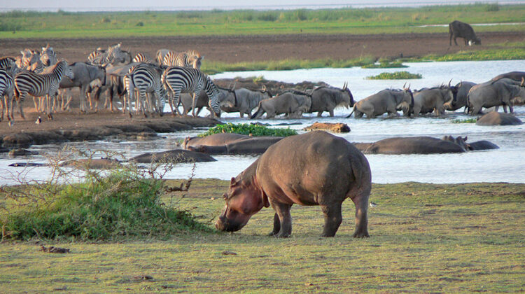 LAKE MANYARA NATIONAL PARK