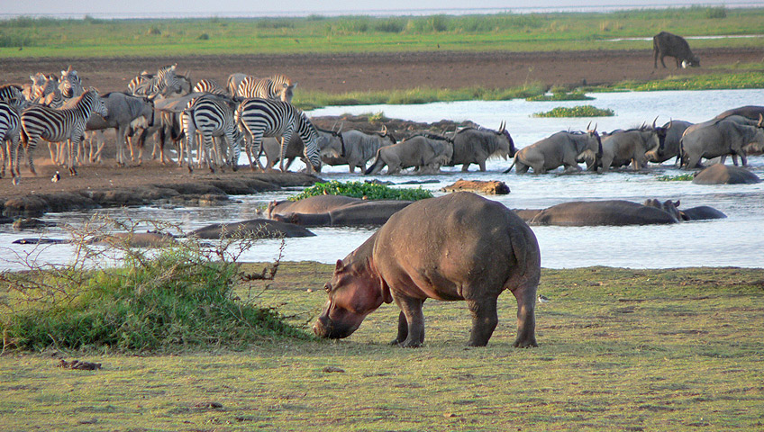 LAKE MANYARA NATIONAL PARK