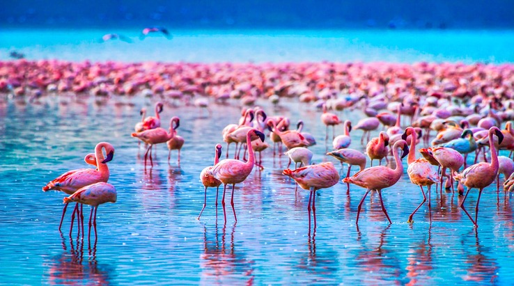 Lake Manyara National Park Day Tour