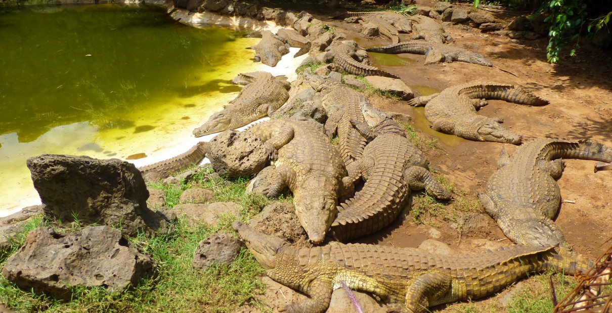 MAMBA VILLAGE