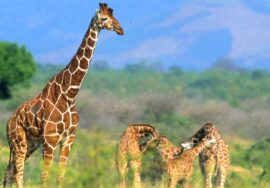 MERU NATIONAL PARK