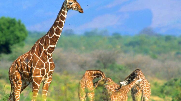 MERU NATIONAL PARK