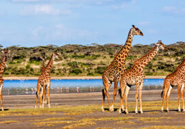 Mara Naboisho Conservancy