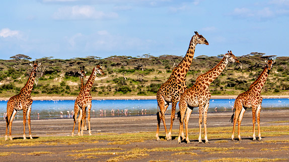 Mara Naboisho Conservancy
