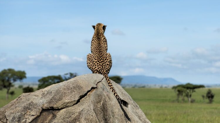 Mara North Conservancy