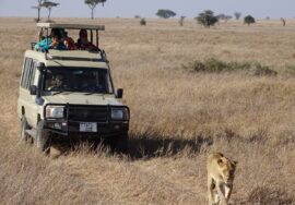 Masai Mara Safaris