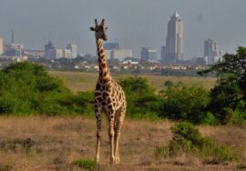 Nairobi City Tour – Half day