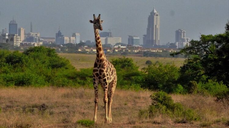 Nairobi City Tour – Half day