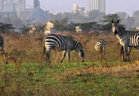 Nairobi National Park + Nairobi City Tour