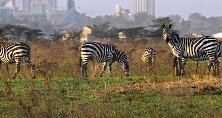 Nairobi National Park + Nairobi City Tour