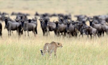OL KINYEI CONSERVANCY