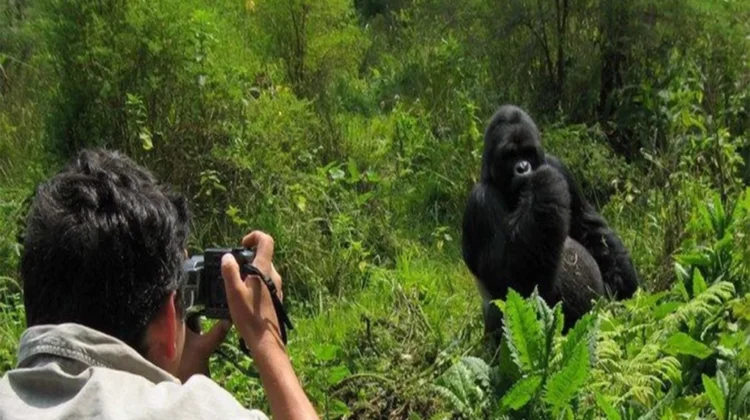 Relish 3 Days of Gorilla Trekking in Rwanda