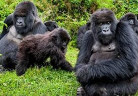 Rwanda & Uganda Congo Gorilla Trek