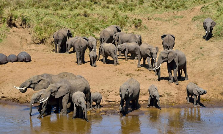 Tarangire National Park Day Tour