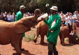 The David Sheldrick Elephant Orphanage