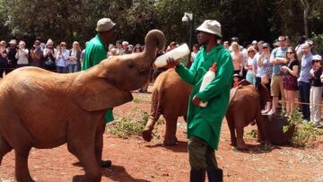 The David Sheldrick Elephant Orphanage