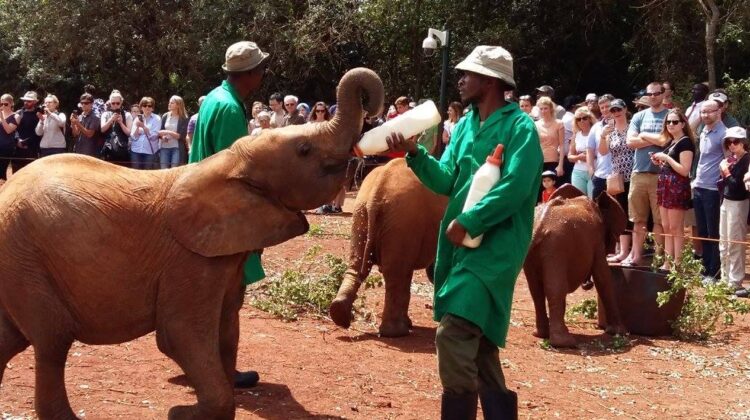 The David Sheldrick Elephant Orphanage