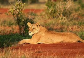 Tsavo East & Amboseli National Parks tour (3-Day / 2-Night)