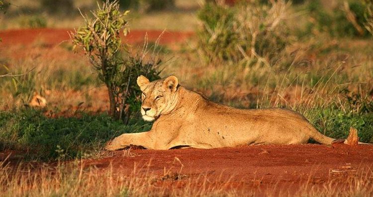 Tsavo East & Amboseli National Parks tour (3-Day / 2-Night)