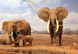 Tsavo East – Amboseli tour: 3-day / 2-nights road safari