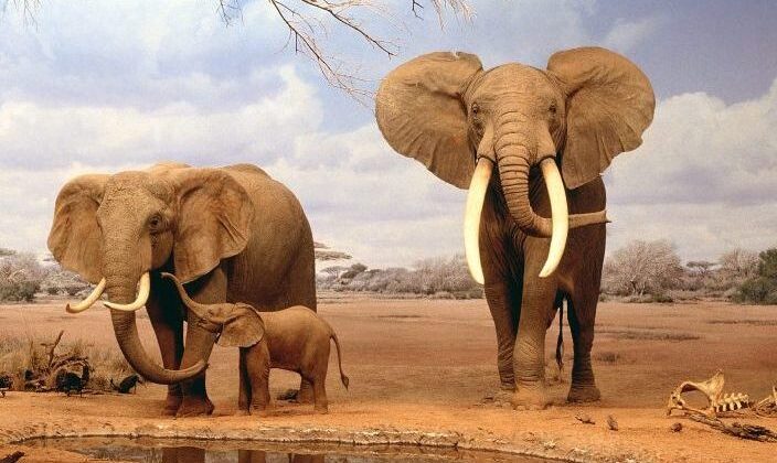 Tsavo East – Amboseli tour: 3-day / 2-nights road safari