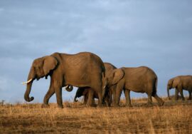Tsavo East – Amboseli – Lake Naivasha – Lake Nakuru & Masai Mara – 7 Days