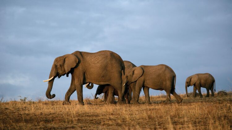 Tsavo East – Amboseli – Lake Naivasha – Lake Nakuru & Masai Mara – 7 Days