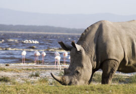 Tsavo East – Amboseli – Lake Nakuru & Masai Mara – 6 days